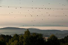 Mehlschwalben - Zum Vergroessern klicken!